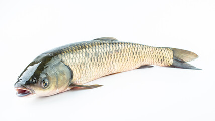 A fresh grass carp on a white background