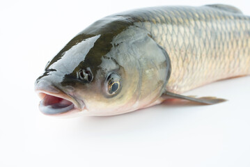 Close-up of live grass carp head
