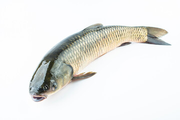 A fresh grass carp on a white background