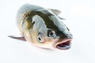Close-up of live grass carp head