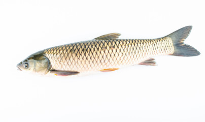 A fresh grass carp on a white background