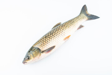 A fresh grass carp on a white background