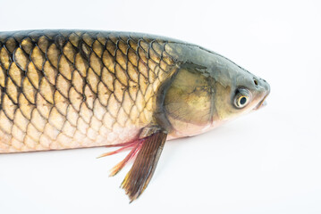 Close-up of live grass carp head