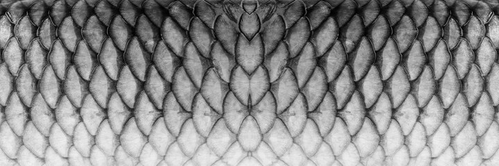 Grass carp scale texture background © Lili.Q