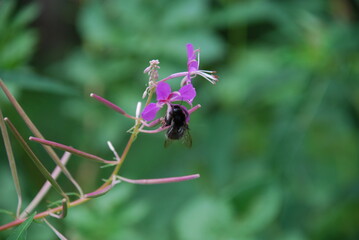 A bumblebee collects nectar on the flowers of fireweed. A black-and-yellow hairy bumblebee sits on a blooming pink small flower and collects nectar from it.