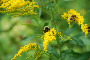 Insects on Canadian goldenrod. The Canadian goldenrod plant blooms with many small, bright yellow flowers. Bees, bumblebees and other insects crawl through the flowers and collect nectar