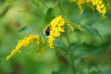 Insects on Canadian goldenrod. The Canadian goldenrod plant blooms with many small, bright yellow flowers. A hairy bumblebee crawls through the flowers and collects nectar