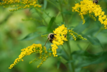 Insects on Canadian goldenrod. The Canadian goldenrod plant blooms with many small, bright yellow flowers. A hairy bumblebee crawls through the flowers and collects nectar