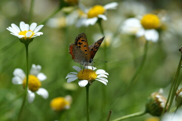 Butterfly_1001