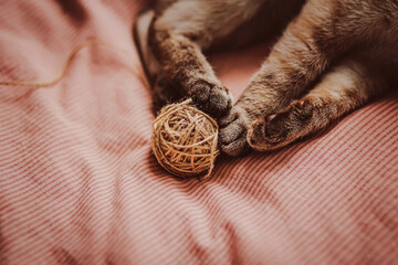 Fluffy tabby paws of a cute cat, which he plays with a ball of wool, lying on a soft bed with a pink blanket. A pet and household items.