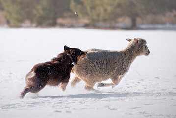 australian shepherd grazе sheep in the snow