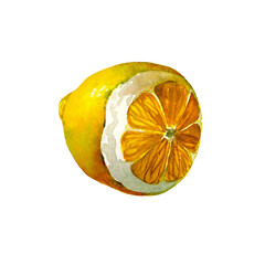 Lemon. Botanical watercolor isolated illustration.