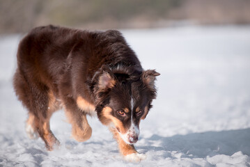 australian shepherd in snow