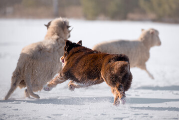 dogs playing with sheeps