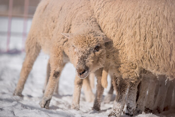 sheep in winter