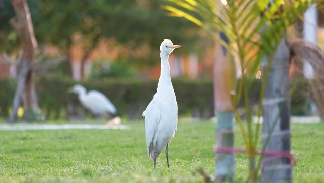 White cattle egret wild bird, also known as Bubulcus ibis, walking on green lawn at hotel yard in summer