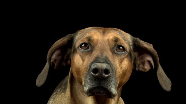 A portrait of a Schiller hound dog on a dark background. A dogs head.