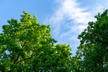 The crown of a tree illuminated by the setting sun.
