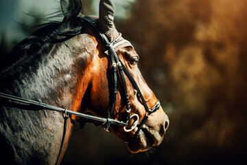 Portrait of a beautiful bay horse with a bridle on its muzzle, galloping fast on a sunny autumn day. Equestrian sports.