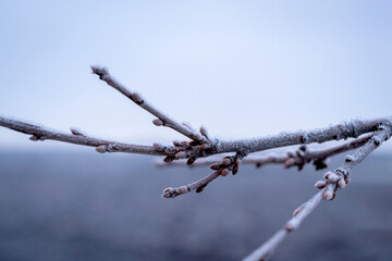 Branches of bushes covered with frost. Winter. Bad weather.