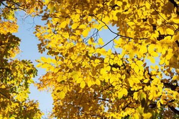 Naklejka na ściany i meble View from below of tree branches with yellow leaves.