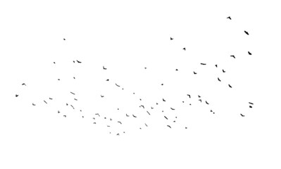 A flock of flying birds. Free birds. Vector illustration