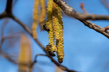 Branch of blooming hazelnut tree. Bees pollinate flowers of hazelnut. Close up photo.