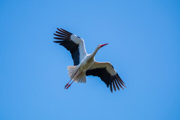 Flying white stork with wide wings in the freedom sky