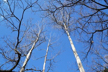 The blue sky, rocks, and trees.