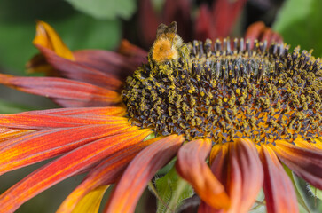 Bumblebee crawls on a large red flower.
