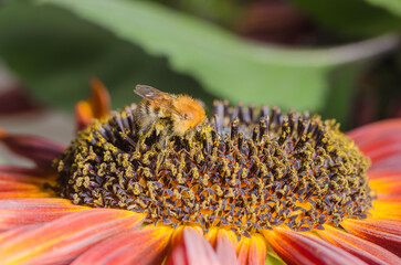 Bumblebee pollinating a red sunflower.
