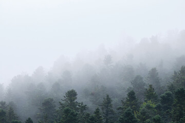 mist covered pine forest