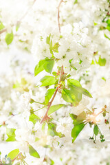Spring blossom background. Beautiful nature scene with tender white flowers blooming tree in sunny day