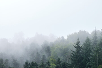 mist covered pine forest