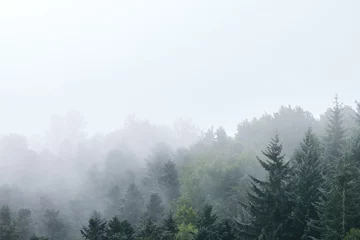 Foto op Canvas mist covered pine forest © jordi