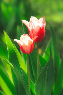 Beautiful natural background with pink white tulips and green grass. Vertical image