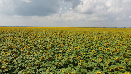 A field of sunflowers under a cloudy sky.
