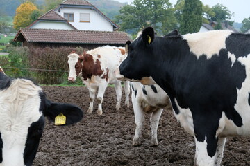 FU 2020-10-17 Gerolstein 155 Auf der Weide stehen Kühe