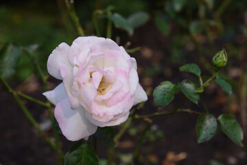 Beautiful light white and pink rose blooming in garden, natural floral botanical background