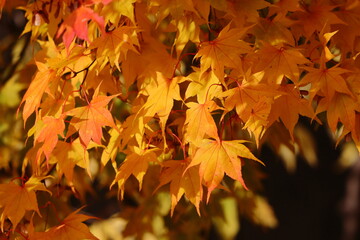 秋の紅葉