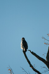 Red Tailed Hawk perched atop a tree