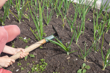 in the hands of the child is a small hoe. loosening the bed with onions