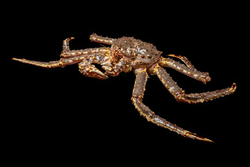 Raw live Kamchatka crab Paralithodes camtschatica, isolated on a black background