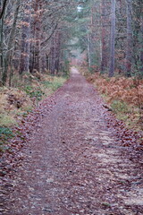 Allée dans un bois.