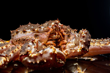 Raw live Kamchatka crab Paralithodes camtschatica, isolated on a black background