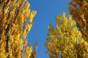 秋のポプラ並木と青空