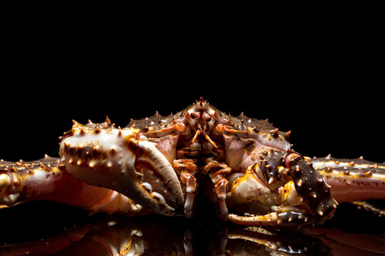 Raw live Kamchatka crab Paralithodes camtschatica, isolated on a black background