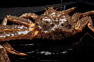 Raw live Kamchatka crab Paralithodes camtschatica, isolated on a black background