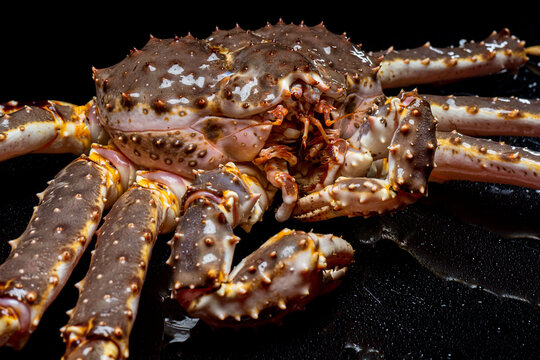 Raw live Kamchatka crab Paralithodes camtschatica, isolated on a black background