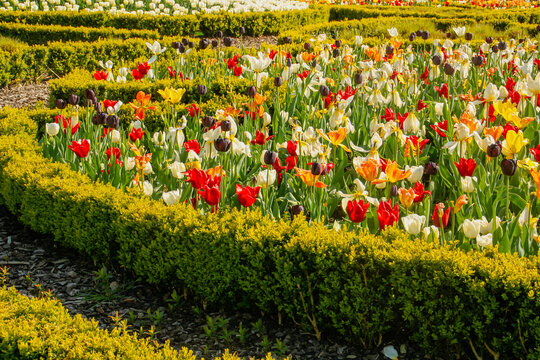 Jard&iacute;n colorido en un d&iacute;a soleado. Floraci&oacute;n de tulipanes bastante coloridos en un jard&iacute;n de Bruselas, B&eacute;lgica.